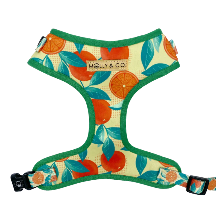 MOLLY & CO. - Adjustable Harness- Orange is the New Bark