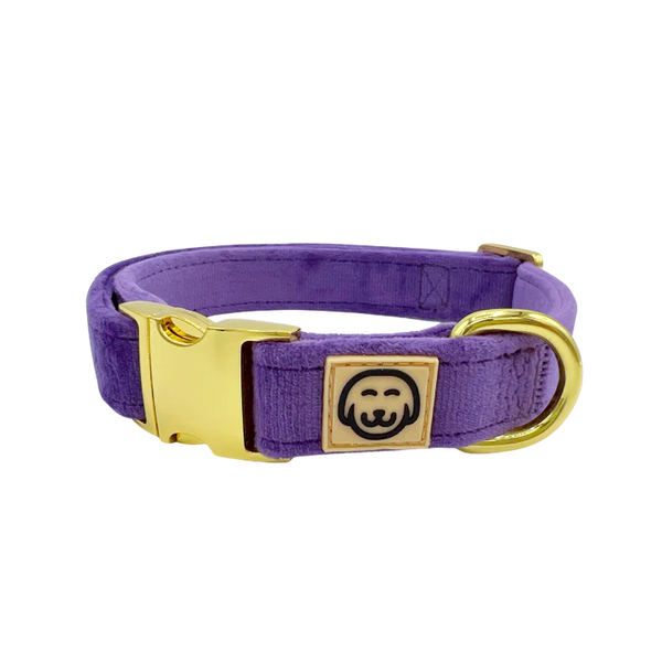 MOLLY & CO. - Collar- Violet Velvet