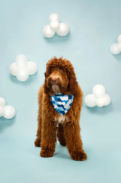 MOLLY & CO. - Dog Bandana- Clouds