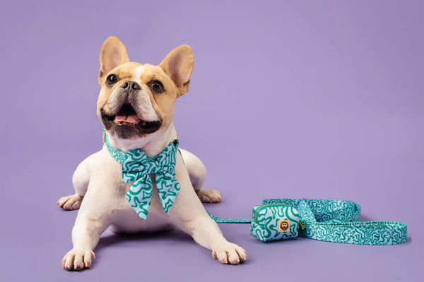 MOLLY & CO. - Sailor Pet Bowtie- Seaweed