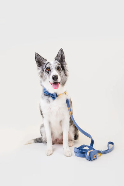 MOLLY & CO. - Leash- Blue Denim Velvet