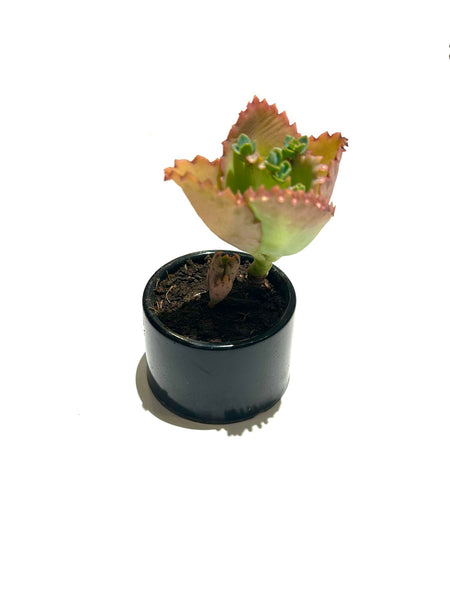 MIND BLOWING PROJECT- Mini Round Planter