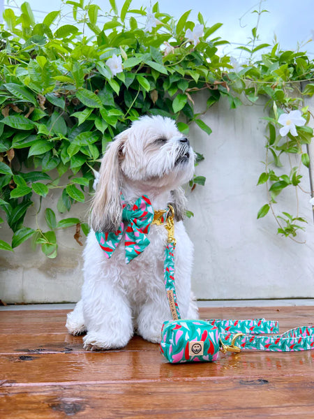 MOLLY & CO. - Sailor Pet Bowtie- Amore