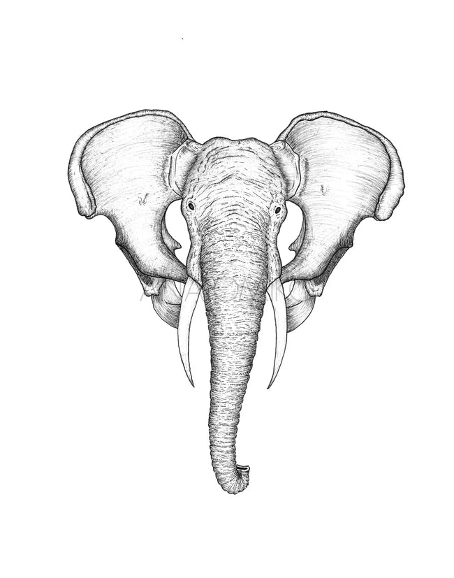 ANATOMIKO - Elephant Loxodonta 11 x 14