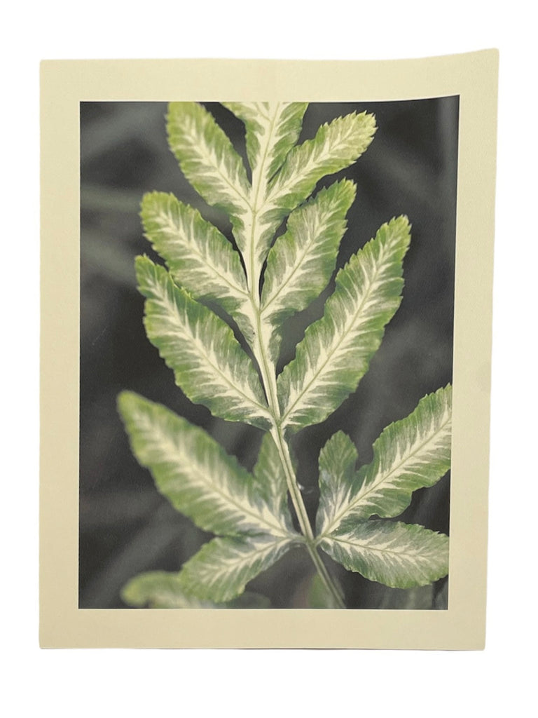 PUPA BY GIO-  11"x14" GREEN AND WHITE LEAVES