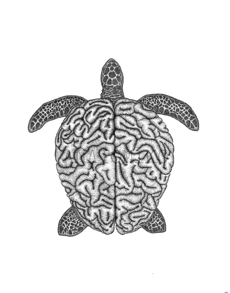 ANATOMIKO - Turtle - Testudines 11 x 14