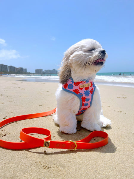 MOLLY & CO. - Waterproof Leash- Vivid Orange