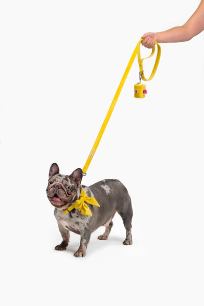 MOLLY & CO. - Leash- Sunshine Velvet