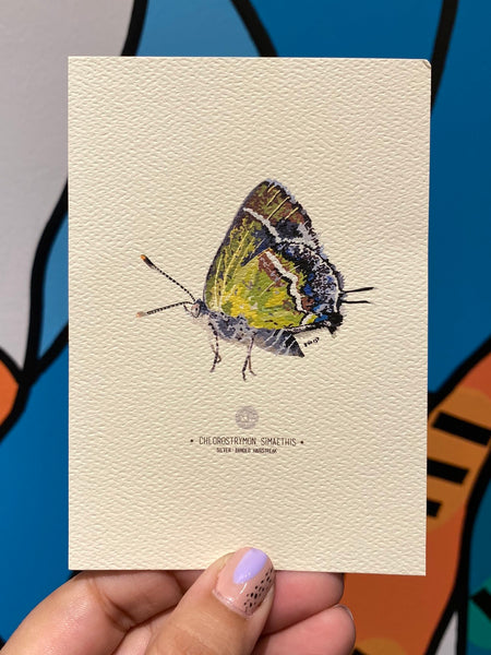 PUPA BY GIO- Art Print- Silver- Banded Hairstreak