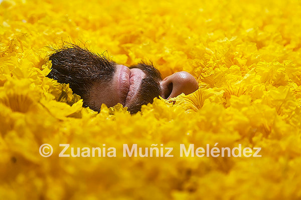 ZUANIA MUÑIZ MELENDEZ - El Roble Postcard