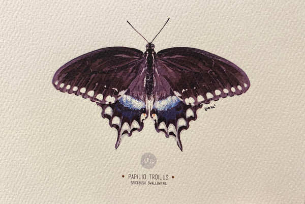 PUPA BY GIO- Art Print- Spicebush Swallowtail