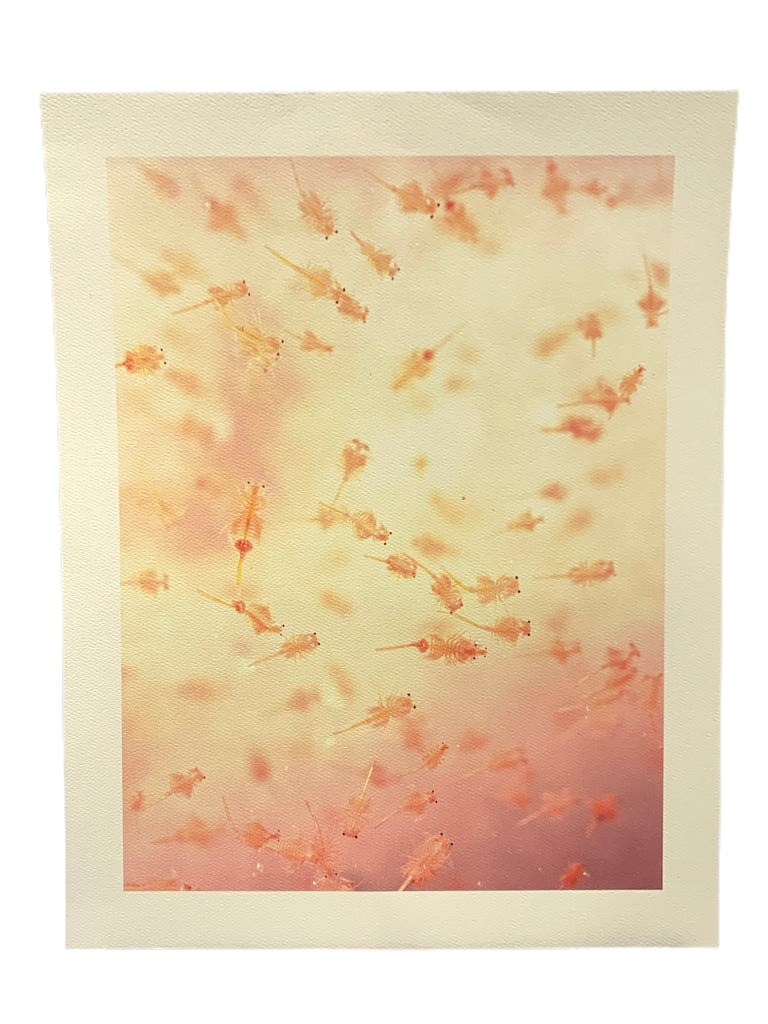 PUPA BY GIO- Brine Shrimp 11"x14" Art Print